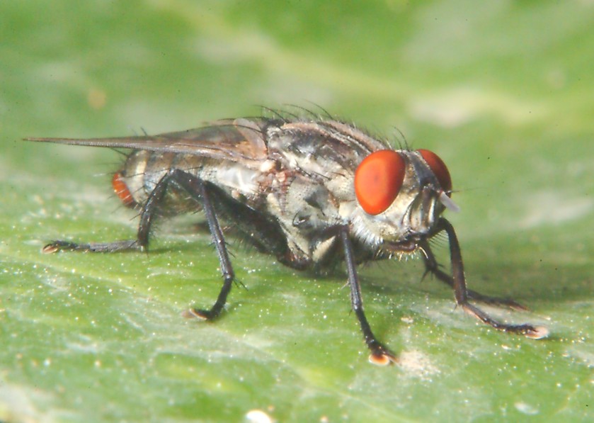 Helicophagella sp.  e il linguaggio delle zampe